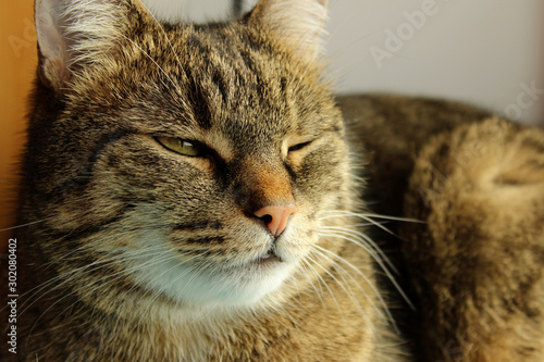 Cropped shot of tabby cat. Tabby cat blinks. Animals, pets concept.