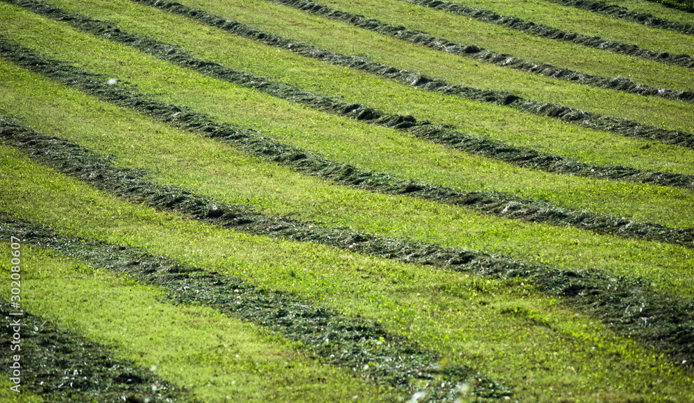 Cropped grass in lines in a meadow Cropped grass in lines in a meadow