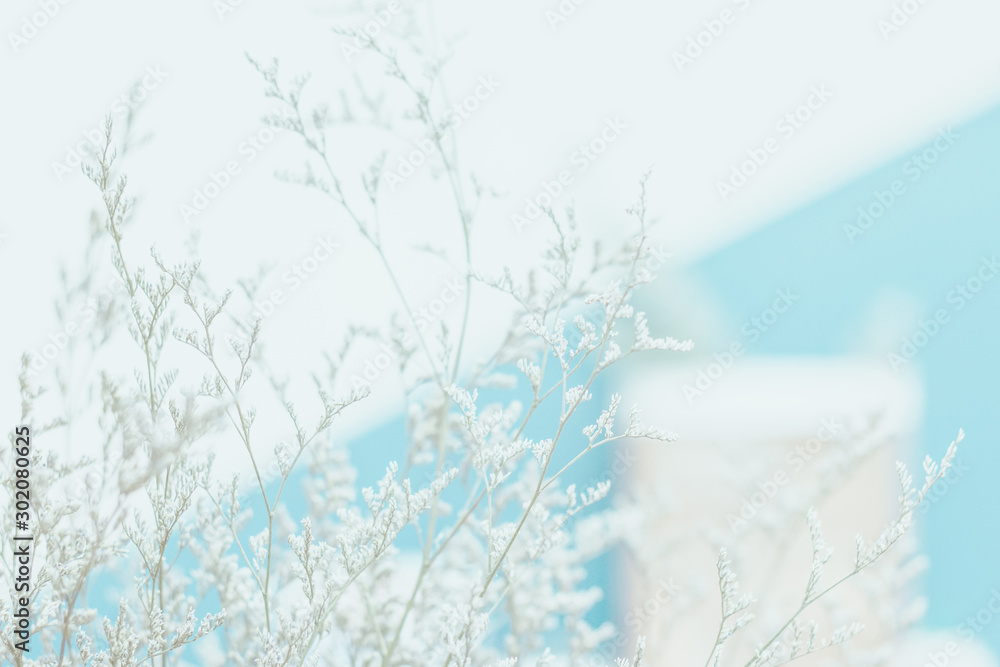 Soft focus white flower with light blue background