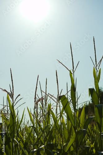 Cornfield plants under the sunlight