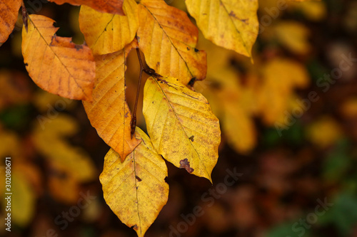 Bright yellow leaves in the autumn forest