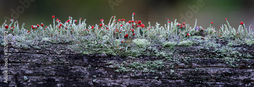 Brittish soldiers lichen (Cladonia cristatella) growing on old wooden fence railing. Red fruiting bodies produce spores for dissemination. Thin lines are spider silk. photo