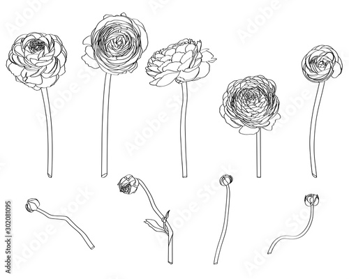 Hand drawn summer vintage rustic Ranunculus. Hand painted flowers isolated on white background for design.