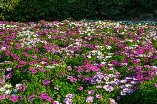 Fototapeta Naklejka Na Ścianę i Meble -  A mass of beautiful purple daisy flowers surrounded by lush green leaves