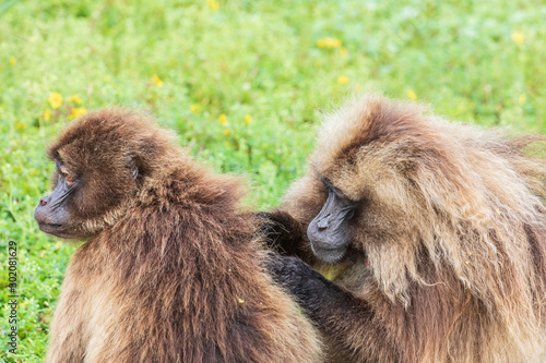 Wallpaper Mural Ethiopia. North Gondar. Simien Mountains National Park. A pair of Gelada baboons grooming each other. Torontodigital.ca