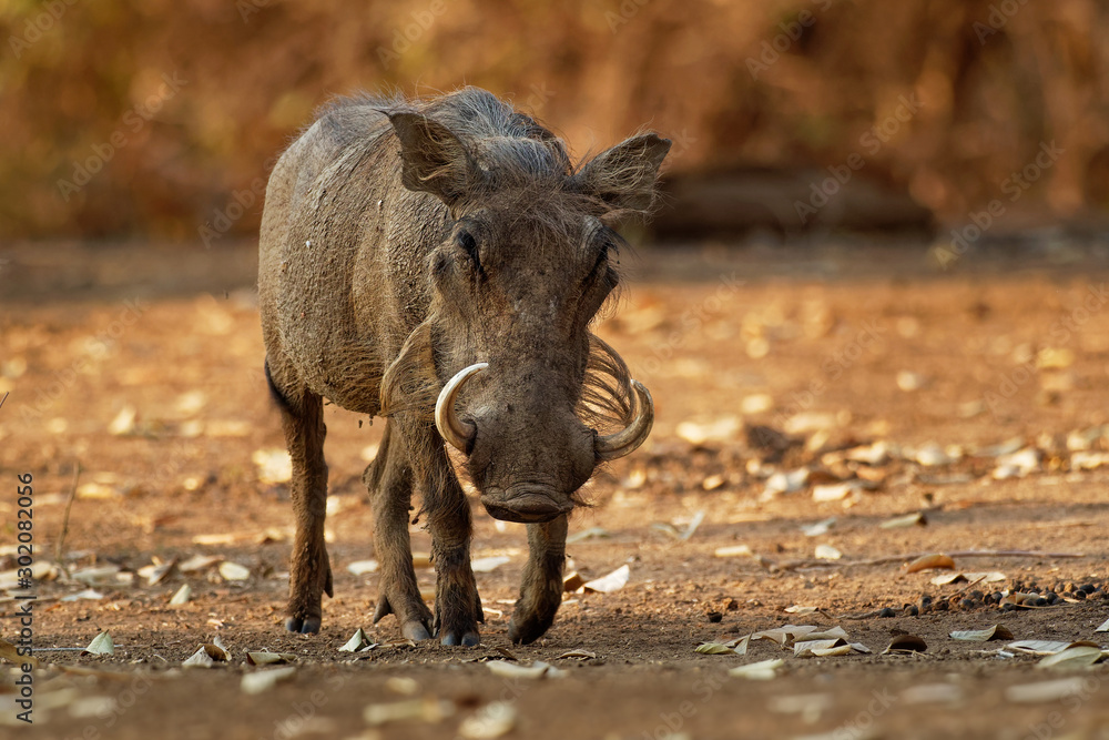 Common Warthog - Phacochoerus africanus wild member of pig family Suidae found in grassland, savanna, and woodland, in the past it was as a subspecies of P. aethiopicus Common Warthog - Phacochoerus africanus wild member of pig family Suidae found in grassland, savanna, and woodland, in the past it was as a subspecies of P. aethiopicus