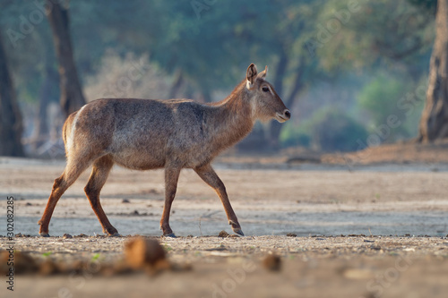 Photography Waterbuck - Kobus ellipsiprymnus  large antelope found widely in sub-Saharan Africa