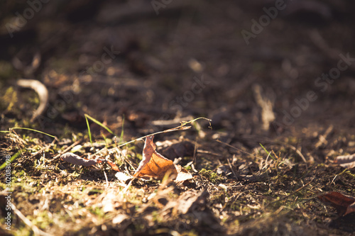 Leaves in sunlight autumn background © 2207918