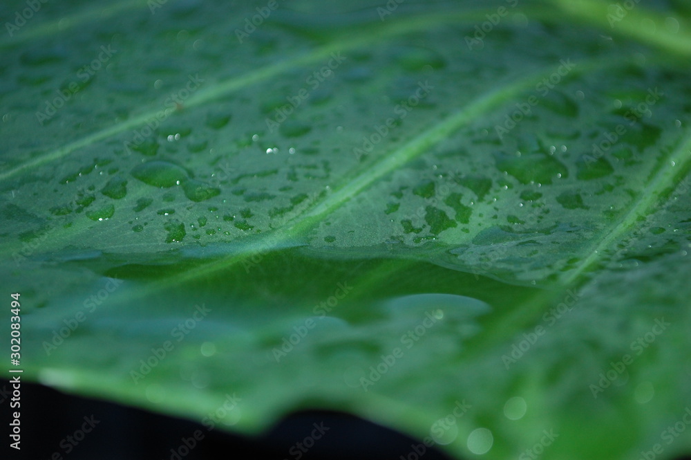 Leaf After Storm Leaf After Storm
