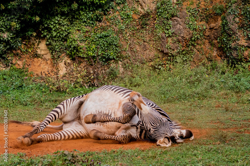 a zebra enjoying in its territory