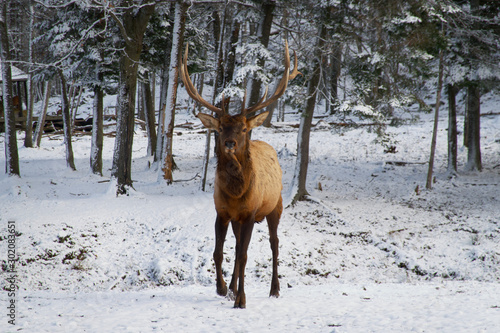 Male elk in the woods on a snowy day