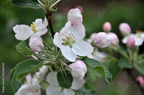 In the spring in the orchard, an apple-tree blossoms.
