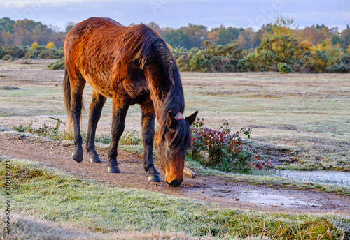 On a frosty autumn morning in New Forest just outside the village of Brockenhurst. Brown Pony with dark mane grazing around on the frosted ground, lit up by early morning sunshine. photo