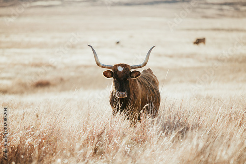 Longhorn 2 photo