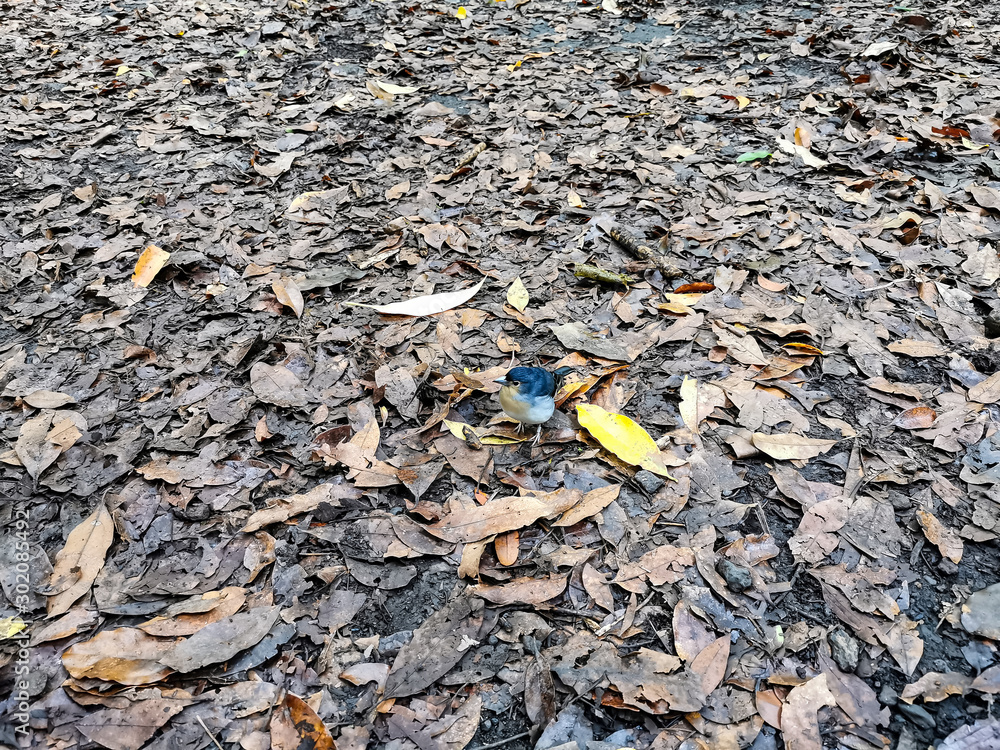 Obraz premium La Galga