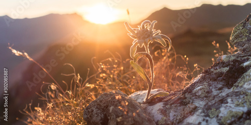 Edelweiss auf Fels im herbstlichen Zillertal als Panorama photo