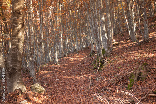 Foliage on the sky in autumn inside a birch forest photo