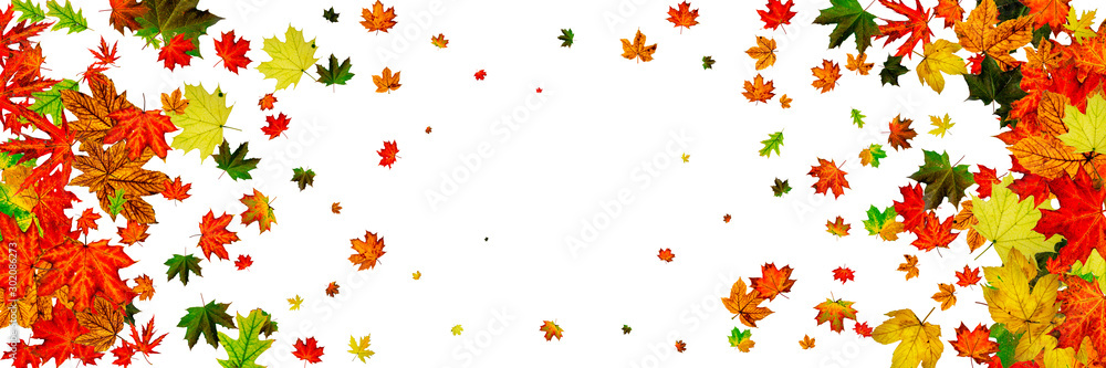 Fototapeta premium Autumn leaves white background. Falling November pattern. Thanksgiving season concept