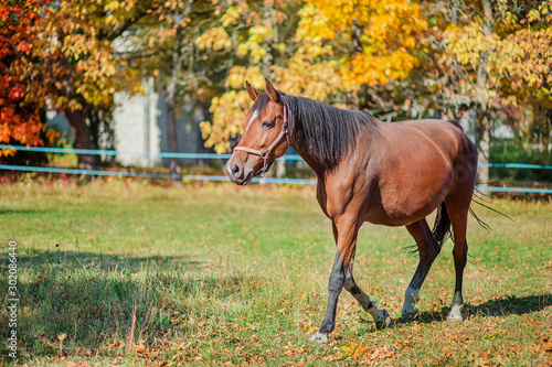 Beautiful graceful horse, closeup portrait close-up. Horse on the farm. photo