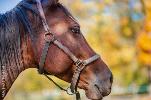 Beautiful graceful horse, closeup portrait close-up. Horse on the farm. © liubovyashkir