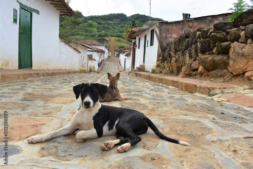 Stray dogs in Colombia