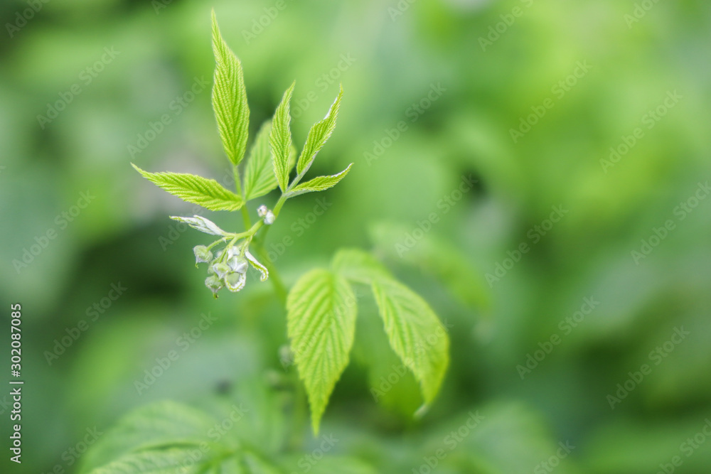 Green natural freshness and flora background Green natural freshness and flora background