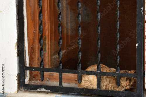sleeping cat behind the window fence