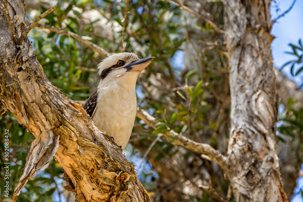 Close up of Kookaburra bird on tree branch in Crowdy Beach National Park, NSW, Australia Close up of Kookaburra bird on tree branch in Crowdy Beach National Park, NSW, Australia