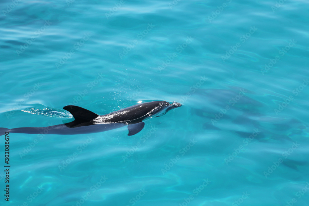 Fototapeta premium dolphine playing in ocean in egypt