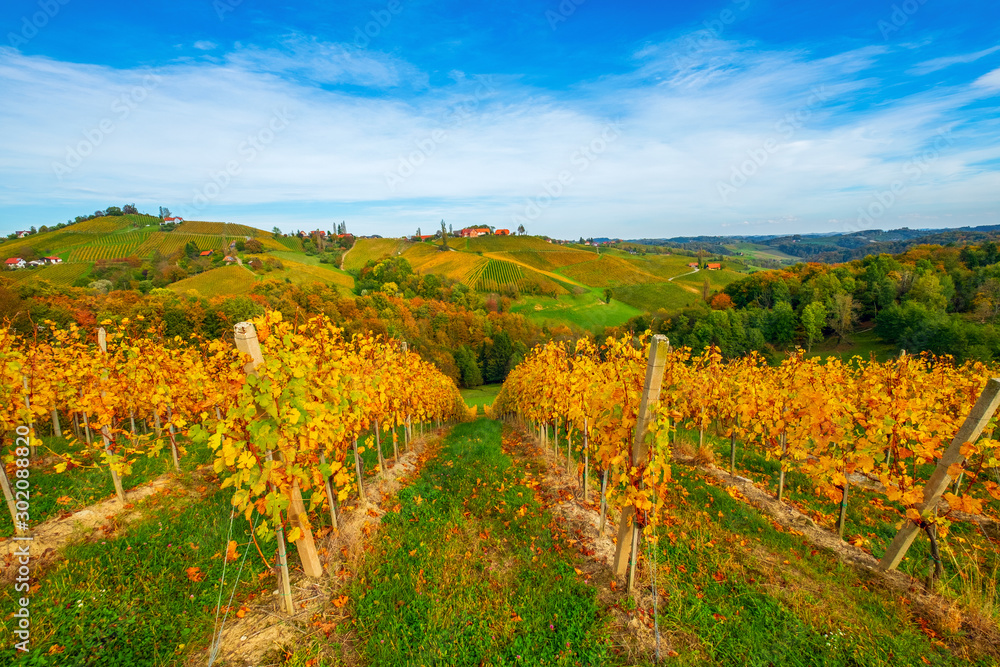 Famous wine region in beautiful autumn colors, wonderful vineyards near Maribor, close to the Austrian border