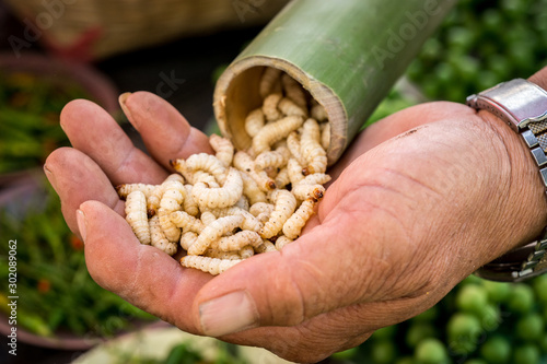 Bamboo worms in hand