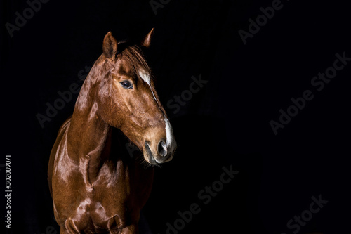 brown horse head portrait on black background