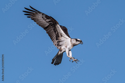 Osprey flying with wings outstretched