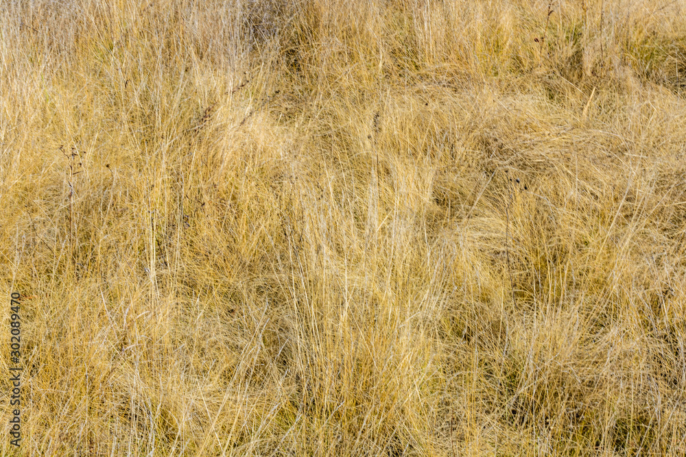 Background of dry grass. Autumn concept Background of dry grass. Autumn concept