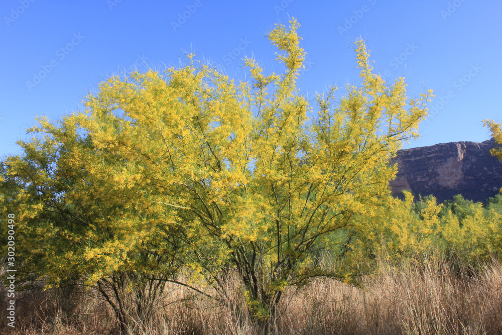 Spring yellow blooms in desert Spring yellow blooms in desert