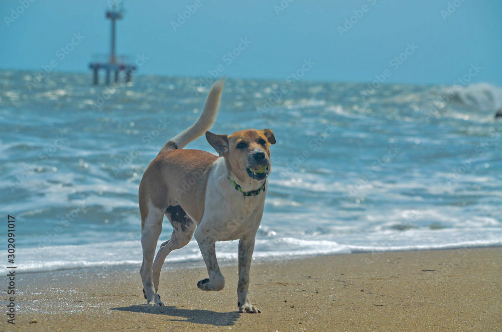  Cute dog playing on the tropical sandy Huay Yang beach, Thailan