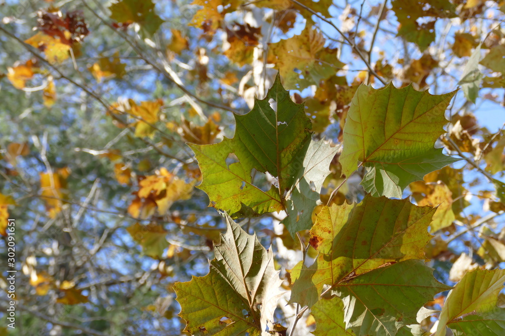 Fototapeta premium sycamore leaves