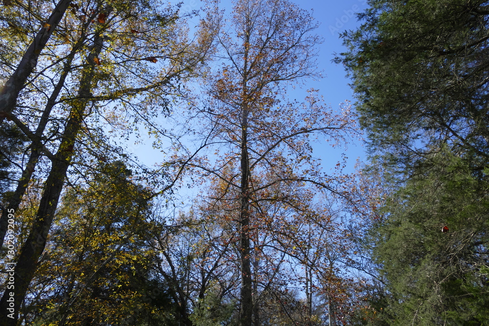in the woods in November in the woods in November