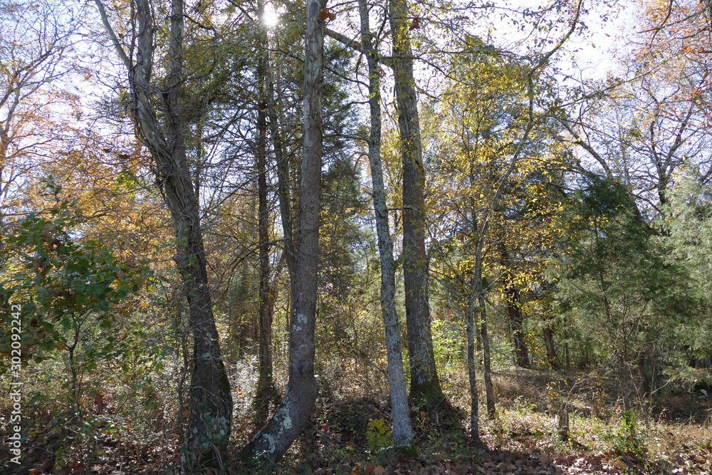 Naklejka premium the woods in fall