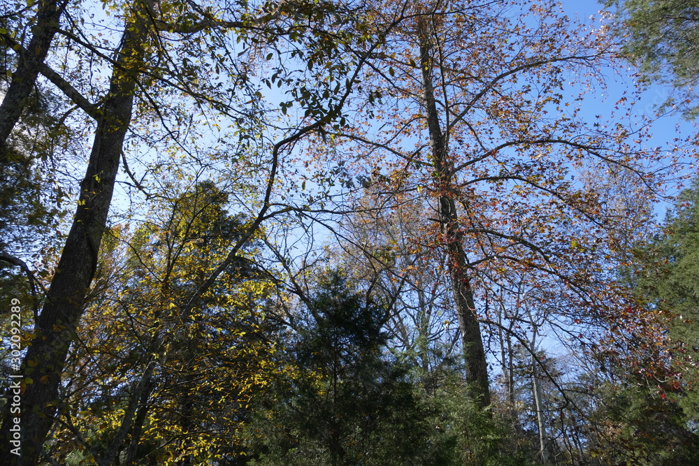 autumn trees autumn trees