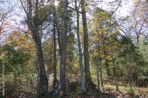 the woods in fall