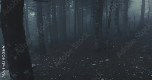 Walking Inside A Scary Mystical Dark Foggy Forest.Gimbal steadicam movement as we walk in or past a fairy tale like forest with tall fir trees in heavy fog and mist.10 bit 4:2:2