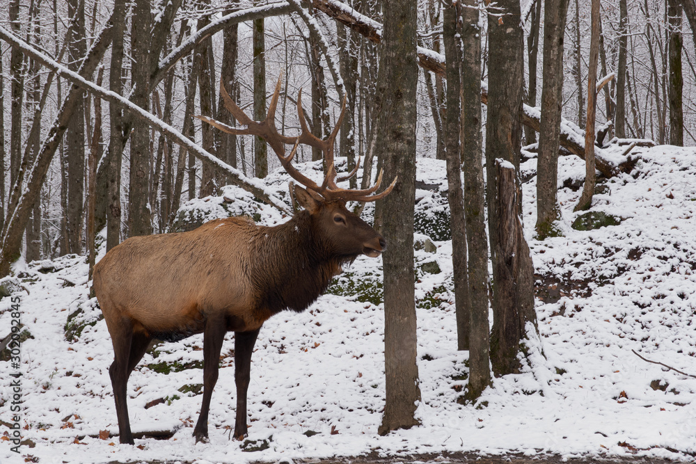 A large elk in the snowy woods A large elk in the snowy woods