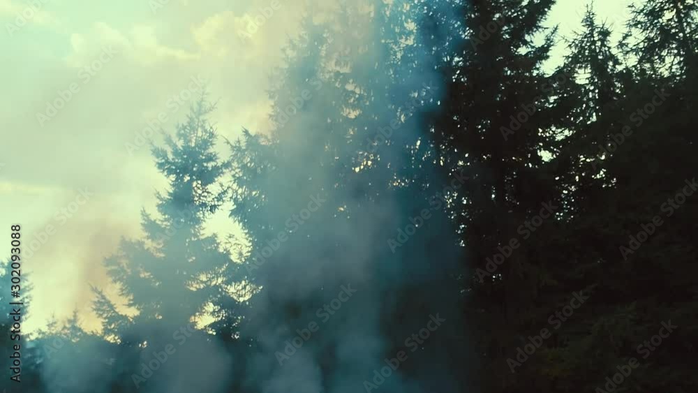 fire flames starting to ignite try branches in dry forest aerial drone fire flames starting to ignite try branches in dry forest aerial drone