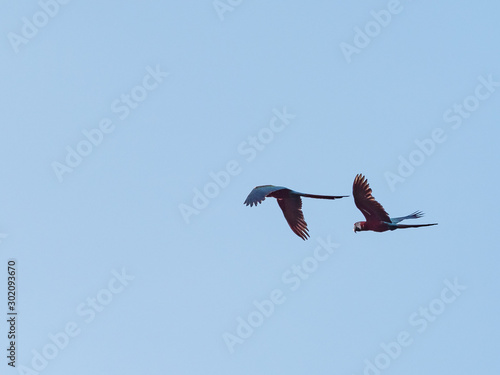 飛翔するベニコンゴウインコ