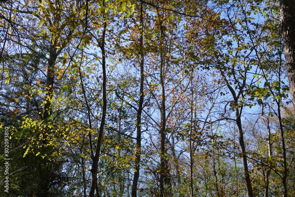 fall in the woods fall in the woods