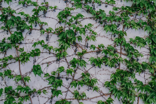 Wall covered in ivy