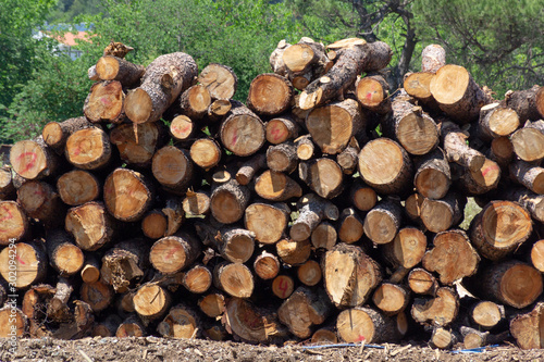 Pile of logs of wood