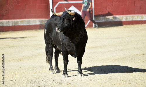 un toro negro corriendo en una plaza de toros en un tradicional espectaculo de toreo © alberto