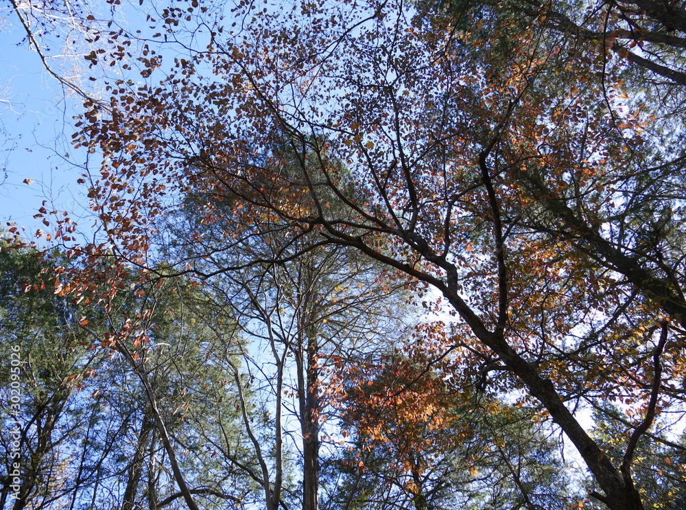fall canopy fall canopy